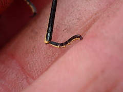 Coelocnemis dilaticollis