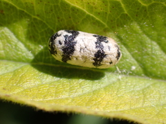 Campopleginae