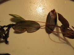 Potamogeton gramineus