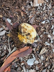 Pisolithus arhizus