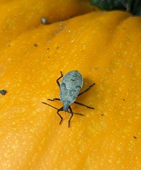 Anasa