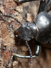 Coelocnemis dilaticollis