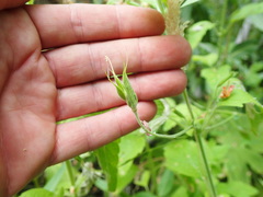Clinopodium mimuloides
