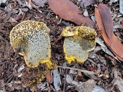 Pisolithus arhizus