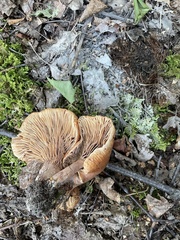 Omphalotus