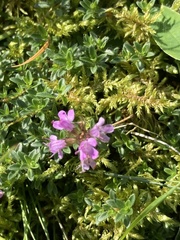 Thymus praecox britannicus