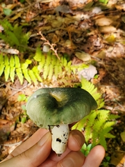 Heterophyllidia