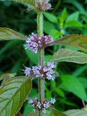 Mentha arvensis