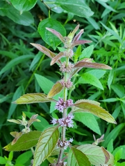 Mentha arvensis