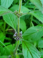 Mentha canadensis