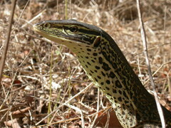 Varanus panoptes panoptes