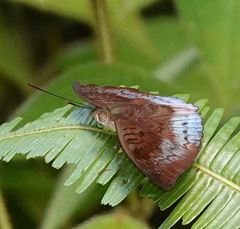 Euthalia monina