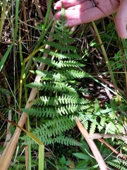 Thelypteris palustris