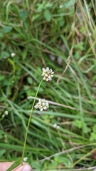 Persicaria sagittata