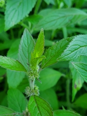 Mentha canadensis