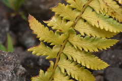 Polystichum andersonii