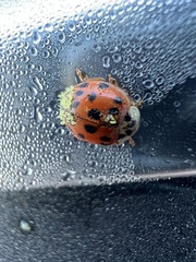 Hesperomyces harmoniae