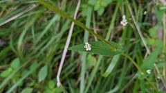 Persicaria sagittata