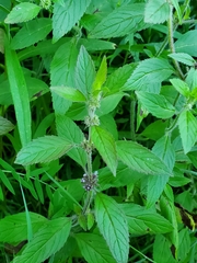 Mentha canadensis