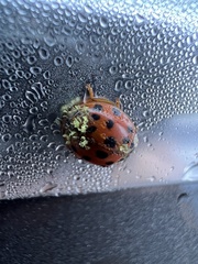 Hesperomyces harmoniae