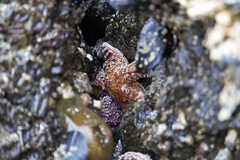 Pisaster ochraceus