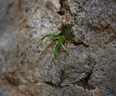 Asplenium septentrionale