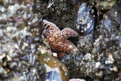 Pisaster ochraceus