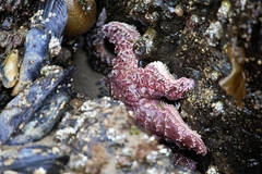Pisaster ochraceus