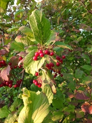 Viburnum opulus opulus