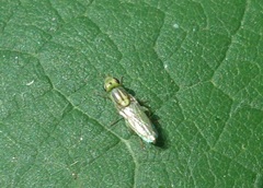 Meromyza pratorum
