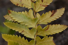 Polystichum andersonii