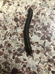 Trigoniulus corallinus