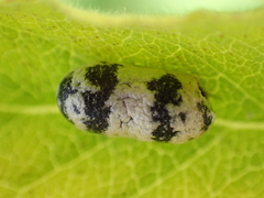 Campopleginae