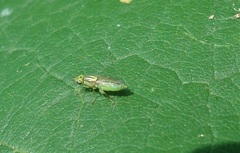 Meromyza pratorum