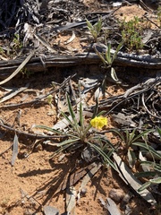 Goodenia willisiana