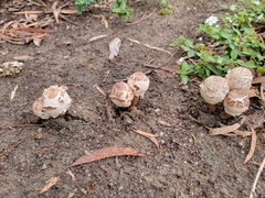 Chlorophyllum molybdites