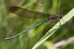 Calopteryx amata