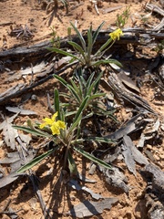 Goodenia willisiana