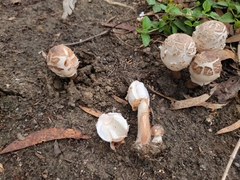 Chlorophyllum molybdites