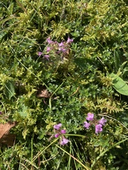 Thymus praecox britannicus
