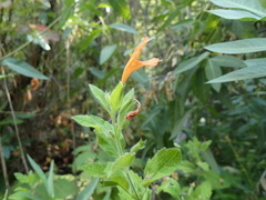 Clinopodium mimuloides
