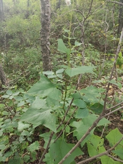 Parasenecio hastatus