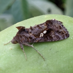 Chrysodeixis