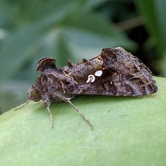 Chrysodeixis