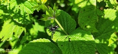 Paraphidippus aurantius