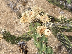 Cylindropuntia