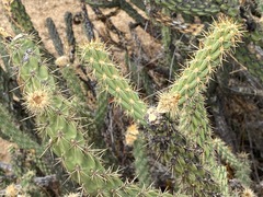 Cylindropuntia