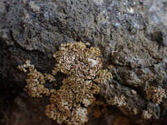 Xanthomendoza