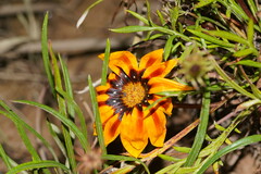 Gazania × splendens