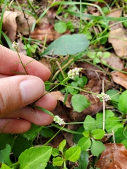 Polygala verticillata